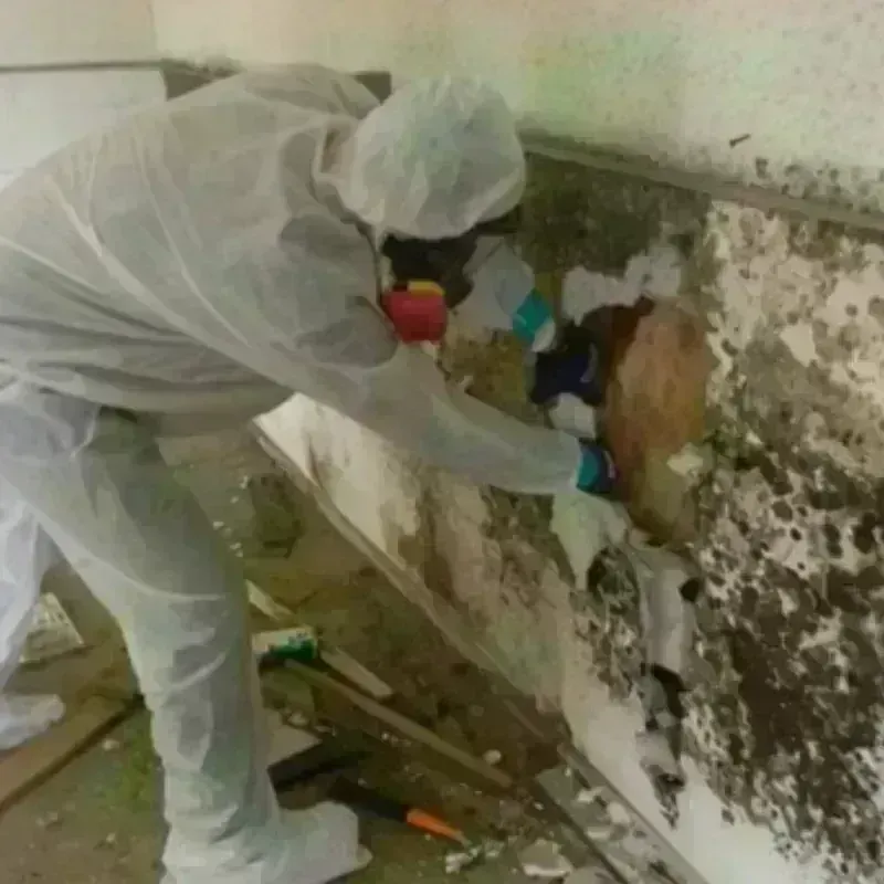 Mold Remediation and Removal in Stilwell, OK